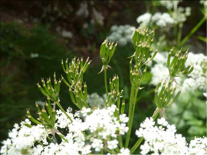 Chaerophyllum_hirsutum4_MAL