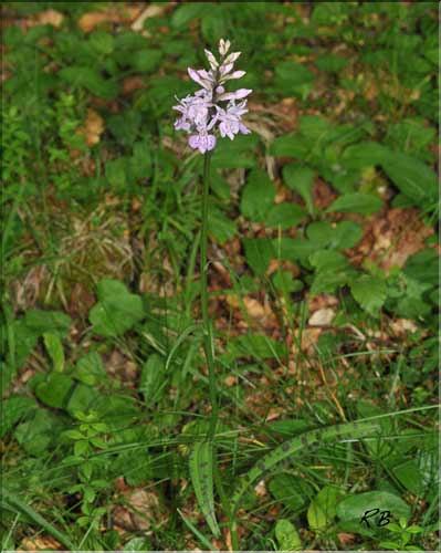 Dactylhoriza_fuchsi1_RB