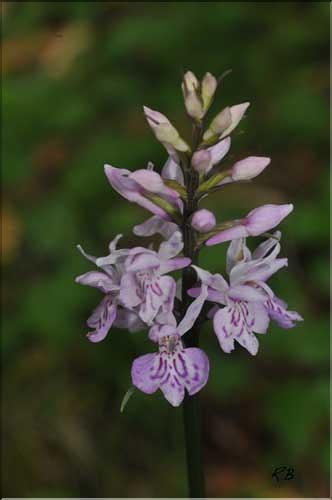 Dactylhoriza_fuchsi2_RB