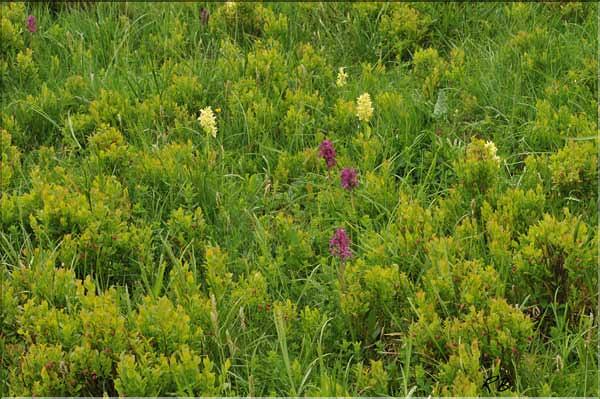 Dactylorhiza_sambucina1_RB