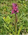 Dactylorhiza_sambucina2_RB