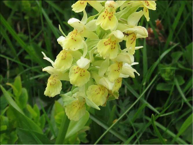 Dactylorhiza_sambucina3_MB