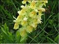 Dactylorhiza_sambucina3_MB
