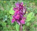 Dactylorhiza_sambucina4_MB