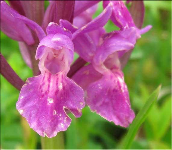 Dactylorhiza_sambucina5_MB
