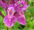 Dactylorhiza_sambucina5_MB