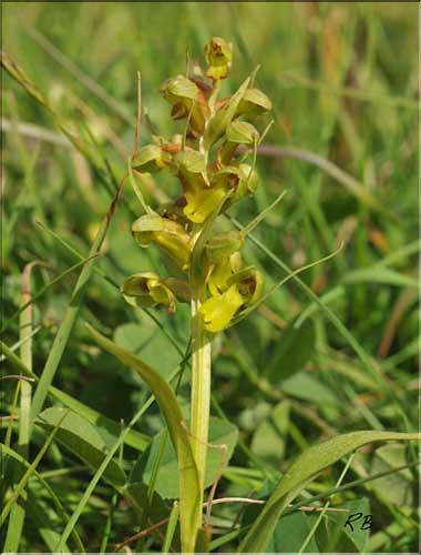 Dactylorhyza_viridis1_RB