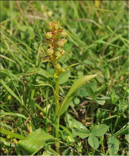 Dactylorhyza_viridis2_RB