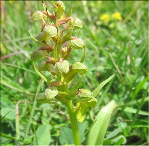 Dactylorhyza_viridis3_MB