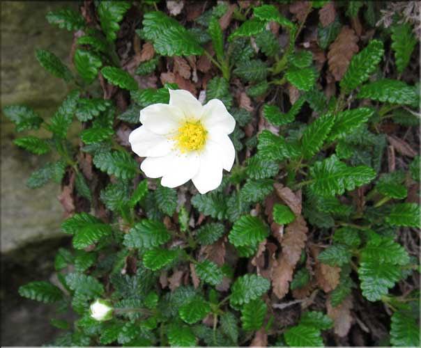 Dryas_octopetala1_MB