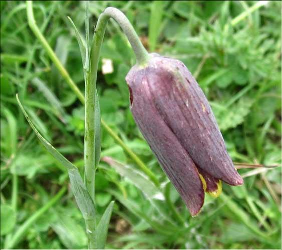 Fritillaria_nigra2_MB
