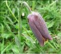 Fritillaria_nigra2_MB