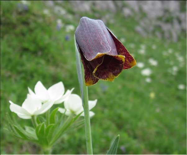 Fritillaria_nigra_MB