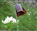 Fritillaria_nigra_MB