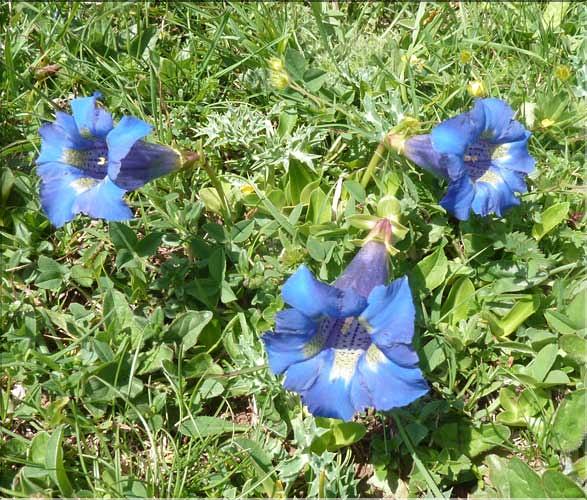 Gentiana_occidentalis1_MAL