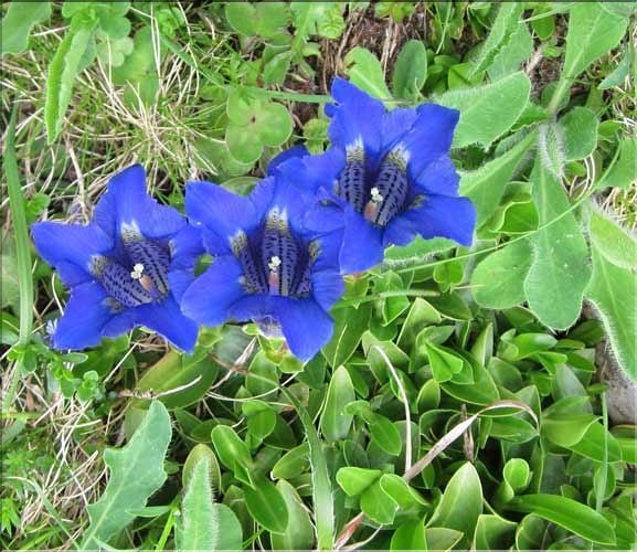Gentiana_occidentalis1_MB