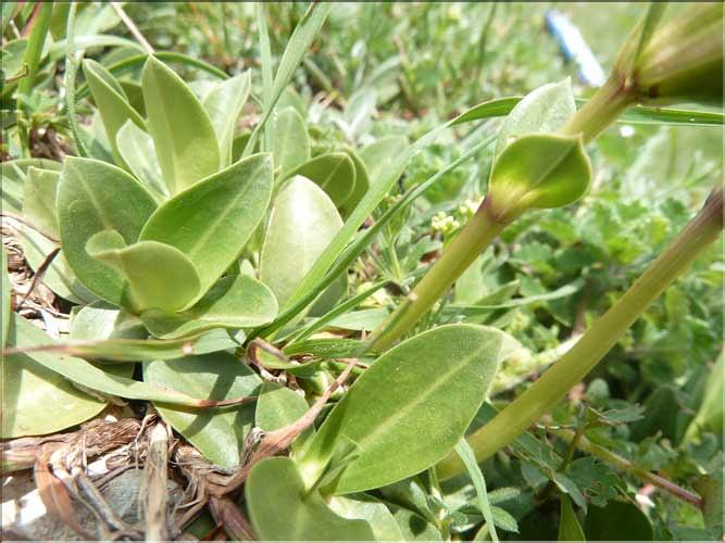 Gentiana_occidentalis2_MAL