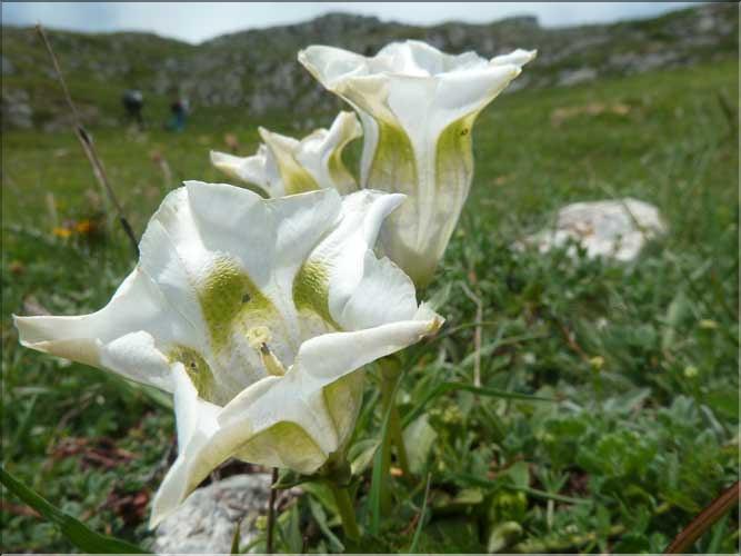 Gentiana_occidentalis3_MAL