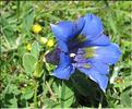Gentiana_occidentalis3_MB