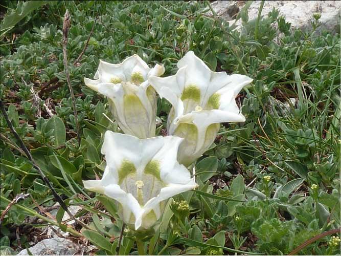 Gentiana_occidentalis4_MAL