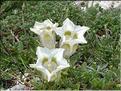 Gentiana_occidentalis4_MAL