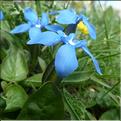 Gentiana_verna1_MAL