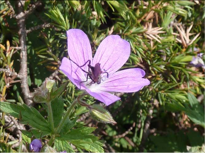 Geranium_sylvaticum1_MAL
