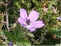 Geranium_sylvaticum1_MAL