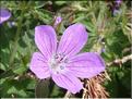 Geranium_sylvaticum2_MAL