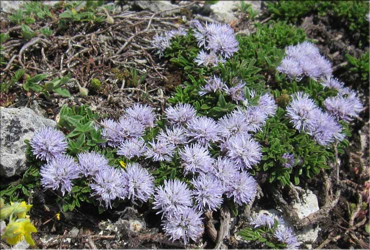 Globularia_repens1_MB