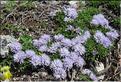 Globularia_repens1_MB