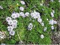 Globularia_repens_MB