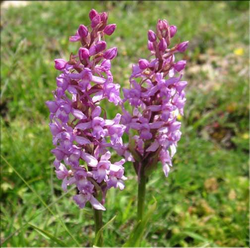 Gymnadenia_conopsea1_MB