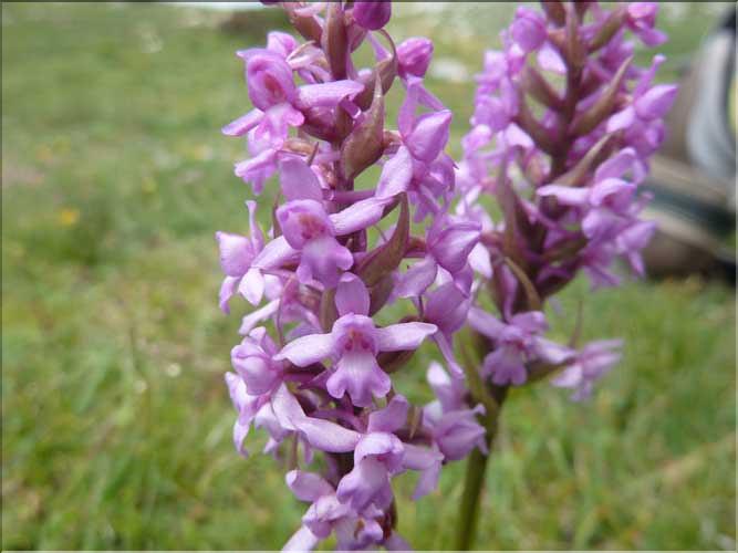 Gymnadenia_conopsea2_MAL
