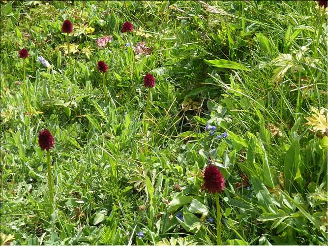 Gymnadenia_gabasiana1_MAL