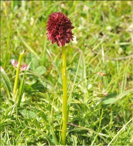 Gymnadenia_gabasiana1_RB