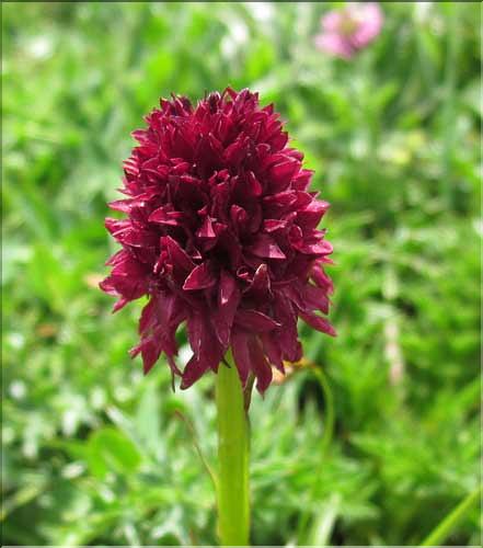 Gymnadenia_gabasiana2_MB