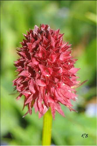 Gymnadenia_gabasiana3_RB