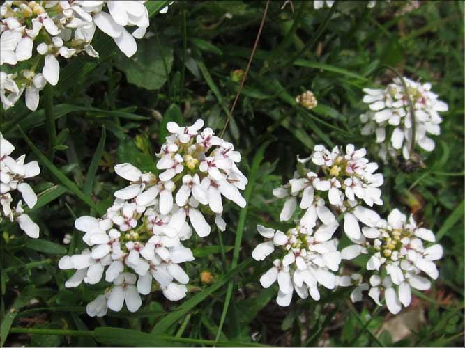 Iberis_sempervirens_MB