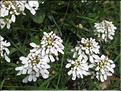 Iberis_sempervirens_MB