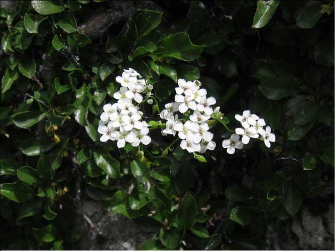 Kernera_saxatilis_MB