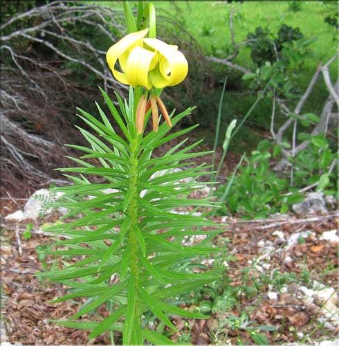 Lilium_pyrenaicum2_MB