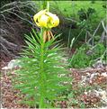 Lilium_pyrenaicum2_MB