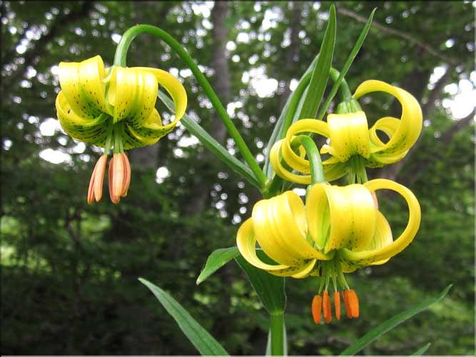 Lilium_pyrenaicum3_MB