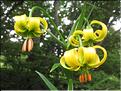 Lilium_pyrenaicum3_MB