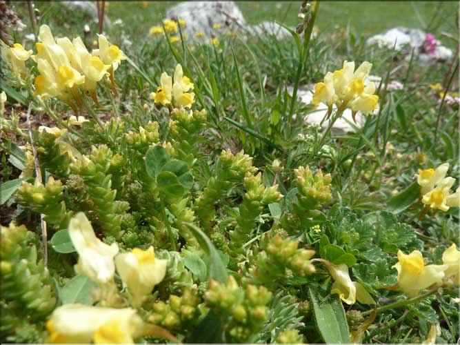 Linaria_supina1_MAL