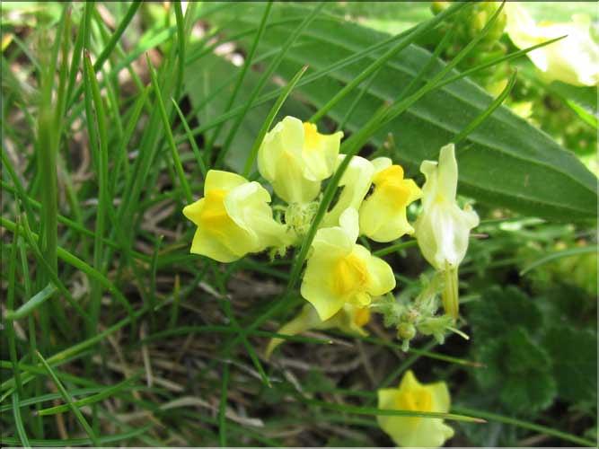 Linaria_supina2_MB