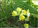 Linaria_supina2_MB
