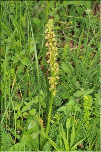 Orchis_anthropophora1_RB