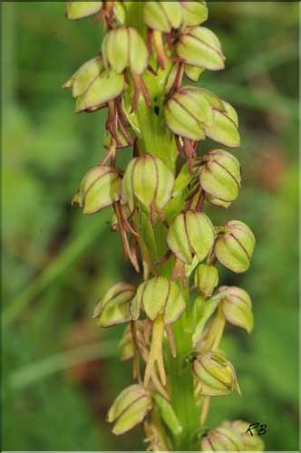 Orchis_anthropophora2_RB